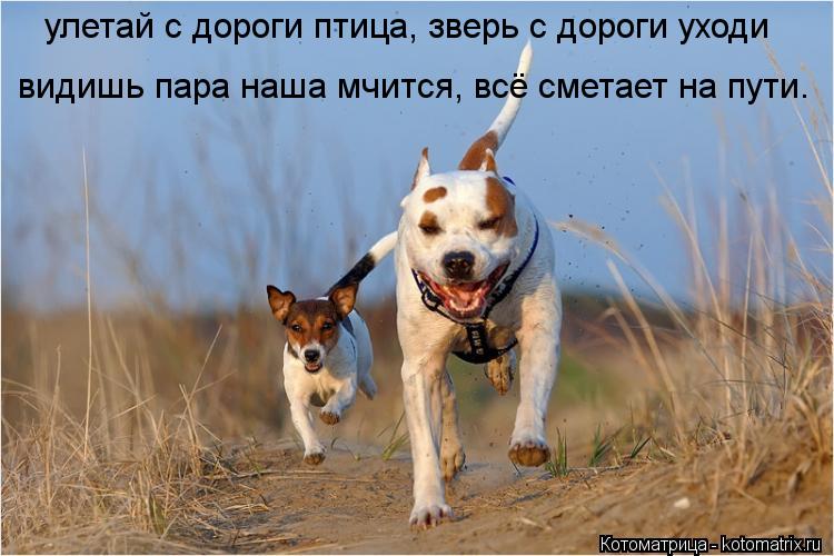 улетай с дороги птица, зверь с дороги уходи видишь пара наша мчится, всё сметает на пути.... Котоматрица: улетай с дороги птица, зверь с дороги уходи видишь пара наша мчится, всё сметает на пути.