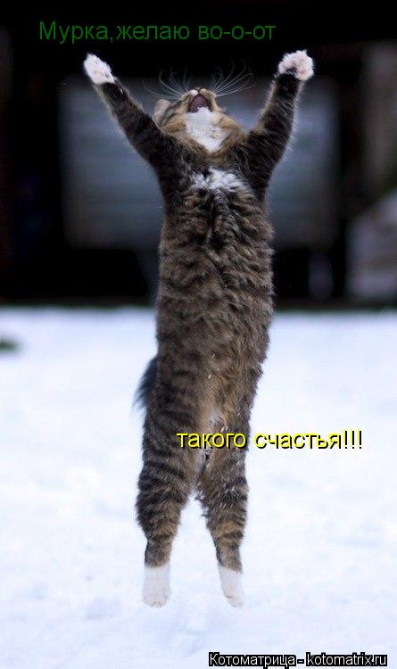 Мурка,желаю во-о-от такого счастья!!! такого счастья!!!... Котоматрица: Мурка,желаю во-о-от такого счастья!!! такого счастья!!!
