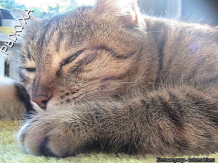 РЫЖУХА... Котоматрица: РЫЖУХА