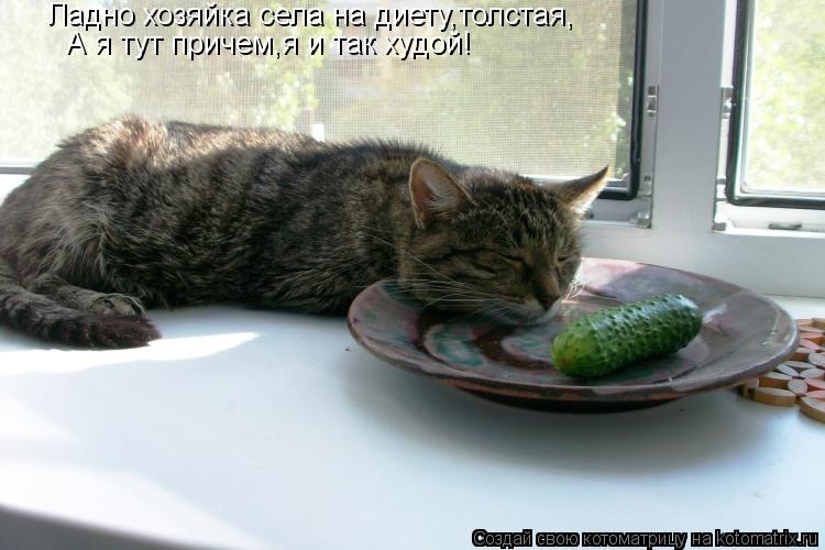 Ладно хозяйка села на диету,толстая, А я тут причем,я и так худой!... Котоматрица: Ладно хозяйка села на диету,толстая, А я тут причем,я и так худой!