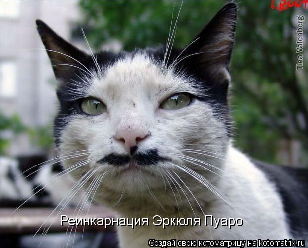 Реинкарнация Эркюля Пуаро... Котоматрица: Реинкарнация Эркюля Пуаро