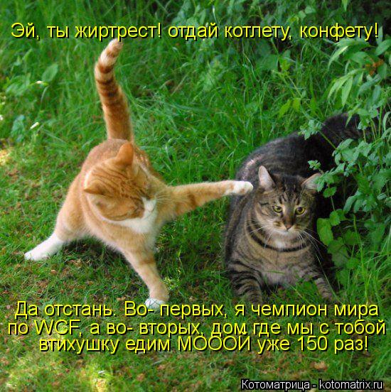 Котоматрица: Эй, ты жиртрест! отдай котлету, конфету! Да отстань. Во- первых, я чемпион мира  по WCF, а во- вторых, дом где мы с тобой  втихушку едим МОООЙ уже 150