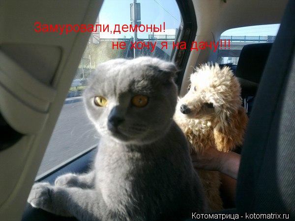 Замуровали,демоны! не хочу я на дачу!!!... Котоматрица: Замуровали,демоны! не хочу я на дачу!!!
