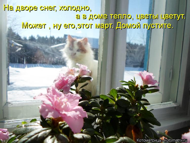 На дворе снег, холодно, а в доме тепло, цветы цветут. Может , ну его,этот март. Домой пустите.... Котоматрица: На дворе снег, холодно, а в доме тепло, цветы цветут. Может , ну его,этот март. Домой пустите.