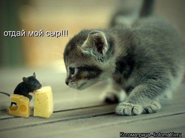 отдай мой сыр!!!... Котоматрица: отдай мой сыр!!!