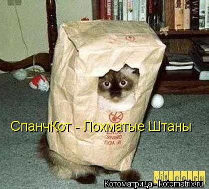СпанчКот - Лохматые Штаны... Котоматрица: СпанчКот - Лохматые Штаны