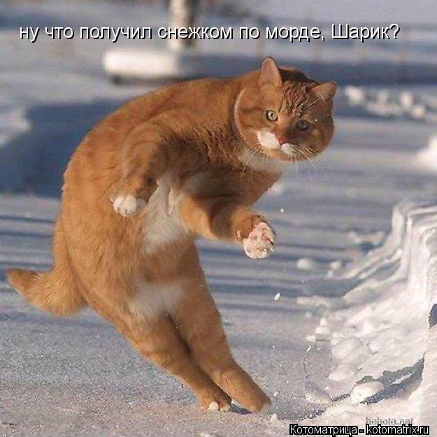 ну что получил снежком по морде, Шарик?... Котоматрица: ну что получил снежком по морде, Шарик?
