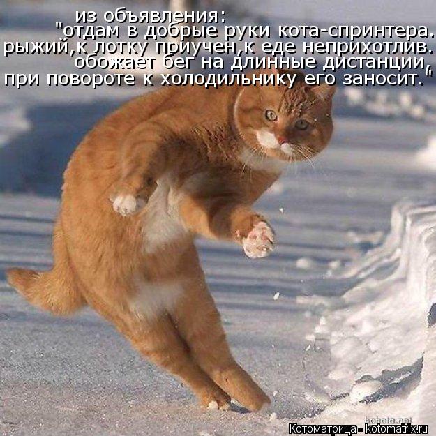 из объявления: "отдам в добрые руки кота-спринтера. рыжий,к лотку приучен,к еде неприхотлив. обожает ... Котоматрица: из объявления: "отдам в добрые руки кота-спринтера. рыжий,к лотку приучен,к еде неприхотлив. обожает бег на длинные дистанции, при повороте к