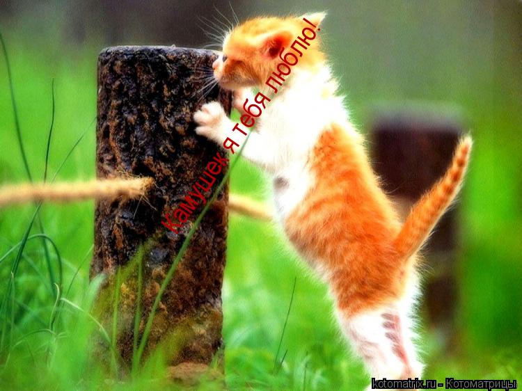 Камушек я тебя люблю! Камушек я тебя люблю!... Котоматрица: Камушек я тебя люблю! Камушек я тебя люблю!