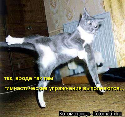 так, вроде так там гимнастические упражнения выполняются...... Котоматрица: так, вроде так там гимнастические упражнения выполняются...