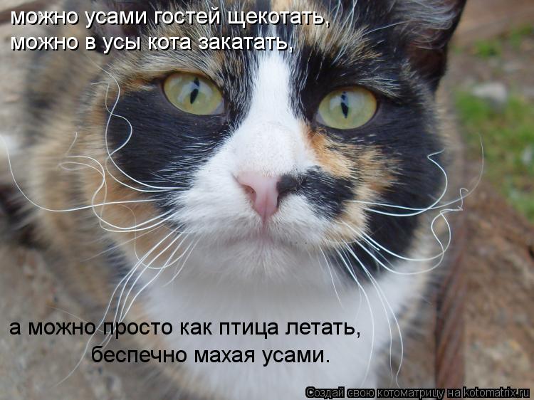 можно усами гостей щекотать, можно в усы кота закатать, а можно просто как птица летать, беспечно мах... Котоматрица: можно усами гостей щекотать, можно в усы кота закатать, а можно просто как птица летать, беспечно махая усами.