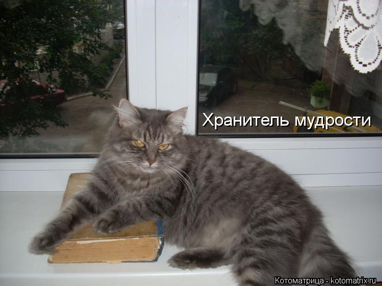 Хранитель мудрости... Котоматрица: Хранитель мудрости