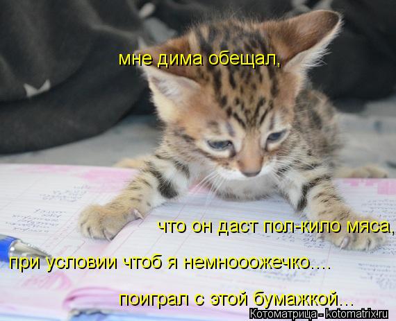 мне дима обещал, что он даст пол-кило мяса, поиграл с этой бумажкой... при условии чтоб я немнооожеч... Котоматрица: мне дима обещал, что он даст пол-кило мяса, поиграл с этой бумажкой... при условии чтоб я немнооожечко....