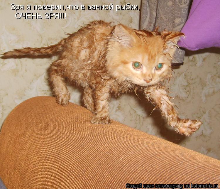 Зря я поверил,что в ванной рыбки, ОЧЕНЬ ЗРЯ!!!... Котоматрица: Зря я поверил,что в ванной рыбки, ОЧЕНЬ ЗРЯ!!!