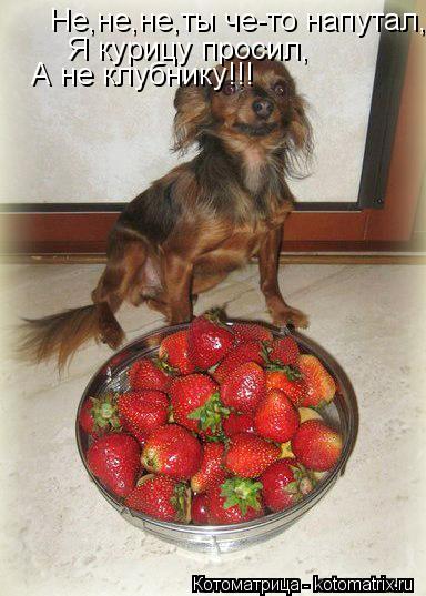 Не,не,не,ты че-то напутал, Я курицу просил, А не клубнику!!!... Котоматрица: Не,не,не,ты че-то напутал, Я курицу просил, А не клубнику!!!