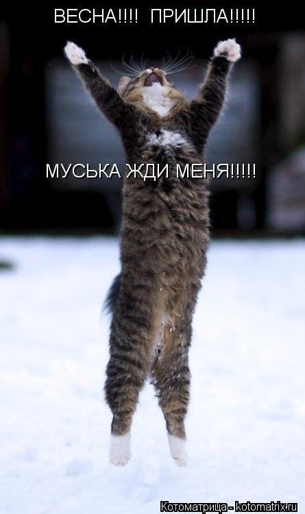 ВЕСНА!!!! ПРИШЛА!!!!! МУСЬКА ЖДИ МЕНЯ!!!!!... Котоматрица: ВЕСНА!!!! ПРИШЛА!!!!! МУСЬКА ЖДИ МЕНЯ!!!!!