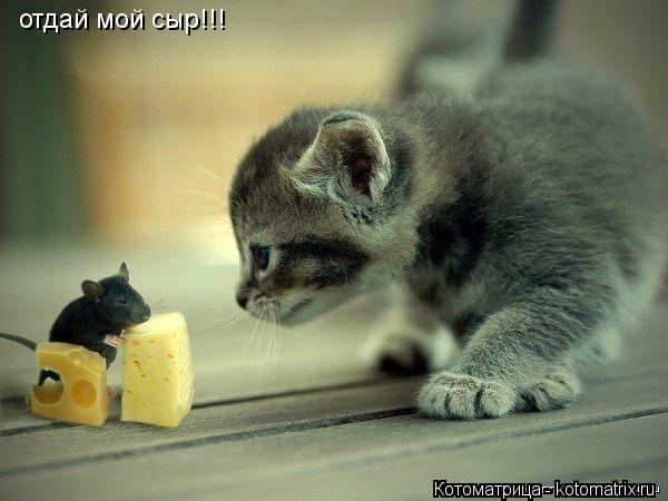 отдай мой сыр!!!... Котоматрица: отдай мой сыр!!!