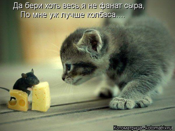 Да бери хоть весь,я не фанат сыра, По мне уж лучше колбаса....... Котоматрица: Да бери хоть весь,я не фанат сыра, По мне уж лучше колбаса....
