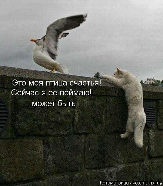 Это моя птица счастья! Сейчас я ее поймаю! ... может быть...... Котоматрица: Это моя птица счастья! Сейчас я ее поймаю! ... может быть...