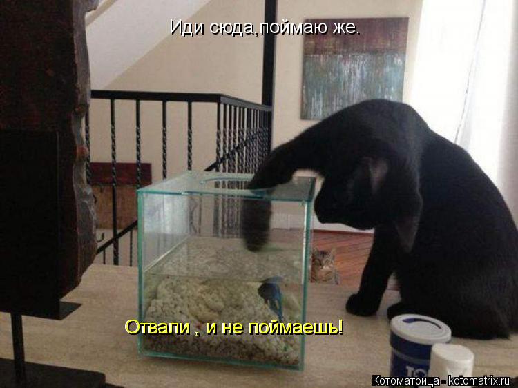 Иди сюда,поймаю же. Отвали , и не поймаешь! Отвали , и не поймаешь!... Котоматрица: Иди сюда,поймаю же. Отвали , и не поймаешь! Отвали , и не поймаешь!