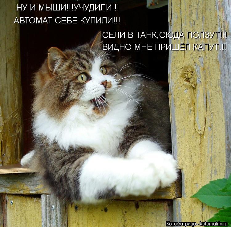 НУ И МЫШИ!!!УЧУДИЛИ!!! АВТОМАТ СЕБЕ КУПИЛИ!!! СЕЛИ В ТАНК,СЮДА ПОЛЗУТ!!! ВИДНО МНЕ ПРИШЁЛ КАПУТ!!!... Котоматрица: НУ И МЫШИ!!!УЧУДИЛИ!!! АВТОМАТ СЕБЕ КУПИЛИ!!! СЕЛИ В ТАНК,СЮДА ПОЛЗУТ!!! ВИДНО МНЕ ПРИШЁЛ КАПУТ!!!