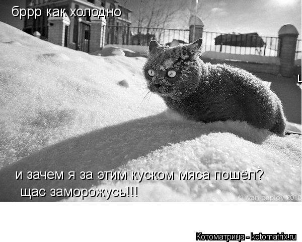 бррр как холодно и зачем я за этим куском мяса пошёл? щас заморожусь!!! щас заморожусь!!!... Котоматрица: бррр как холодно и зачем я за этим куском мяса пошёл? щас заморожусь!!! щас заморожусь!!!