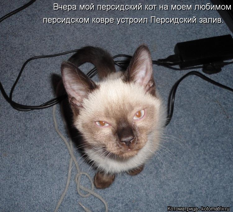 Вчера мой персидский кот на моем любимом персидском ковре устроил Персидский залив. персидском ковре... Котоматрица: Вчера мой персидский кот на моем любимом персидском ковре устроил Персидский залив. персидском ковре устроил Персидский залив.