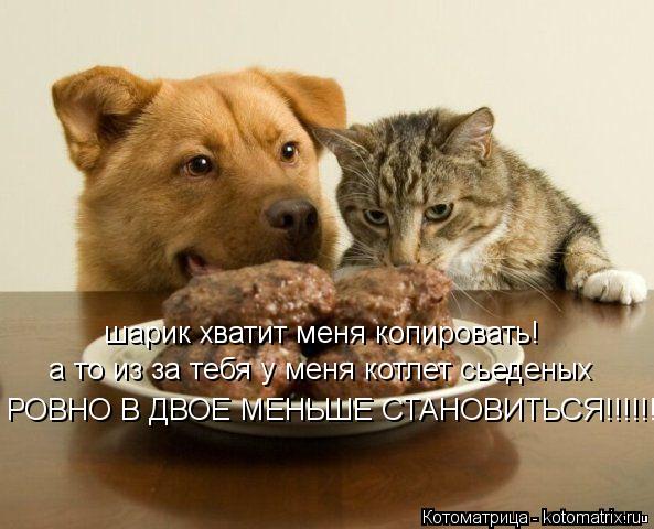 шарик хватит меня копировать! а то из за тебя у меня котлет сьеденых РОВНО В ДВОЕ МЕНЬШЕ СТАНОВИТЬСЯ!... Котоматрица: шарик хватит меня копировать! а то из за тебя у меня котлет сьеденых РОВНО В ДВОЕ МЕНЬШЕ СТАНОВИТЬСЯ!!!!!!!!!