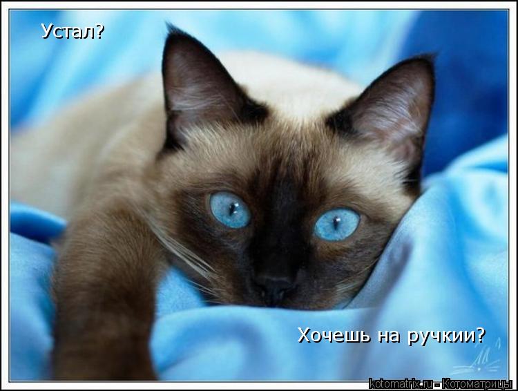 Устал? Хочешь на ручкии?... Котоматрица: Устал? Хочешь на ручкии?