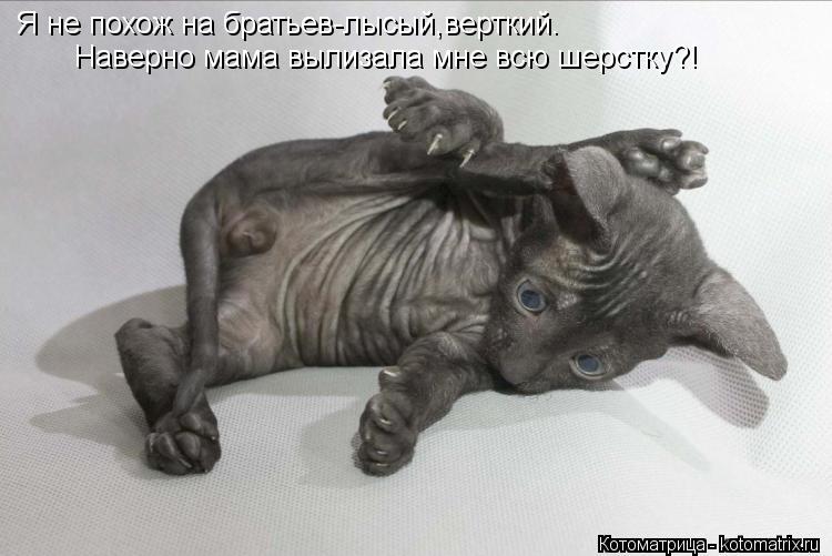 Я не похож на братьев-лысый,верткий. Наверно мама вылизала мне всю шерстку?!... Котоматрица: Я не похож на братьев-лысый,верткий. Наверно мама вылизала мне всю шерстку?!