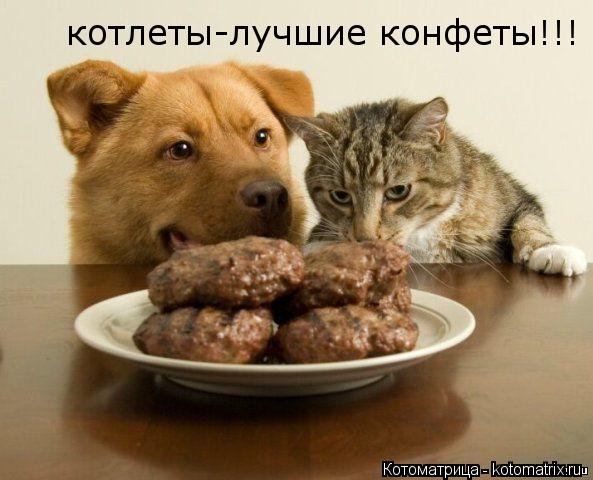 котлеты-лучшие конфеты!!!... Котоматрица: котлеты-лучшие конфеты!!!