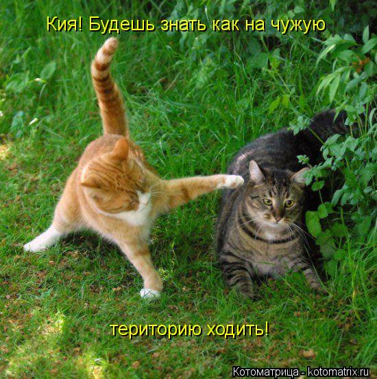 Кия! Будешь знать как на чужую територию ходить!... Котоматрица: Кия! Будешь знать как на чужую територию ходить!