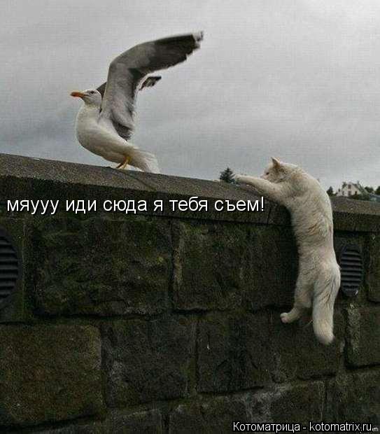 мяууу иди сюда я тебя съем!... Котоматрица: мяууу иди сюда я тебя съем!