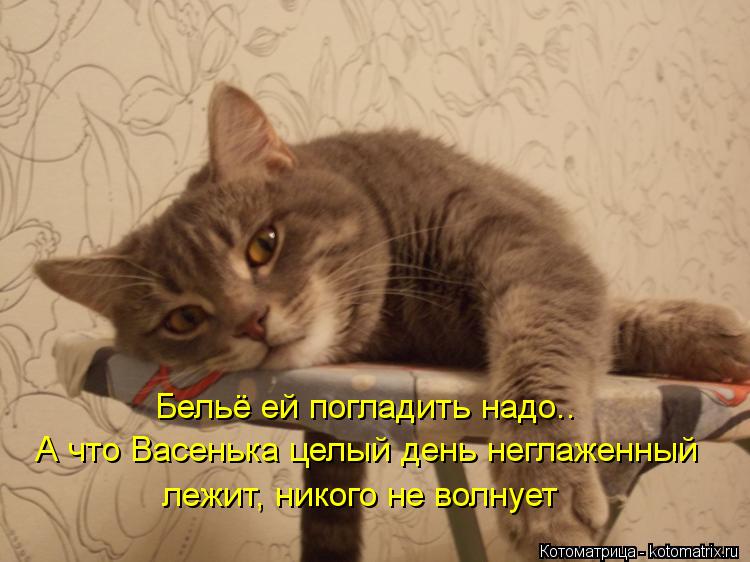 коты неглажены