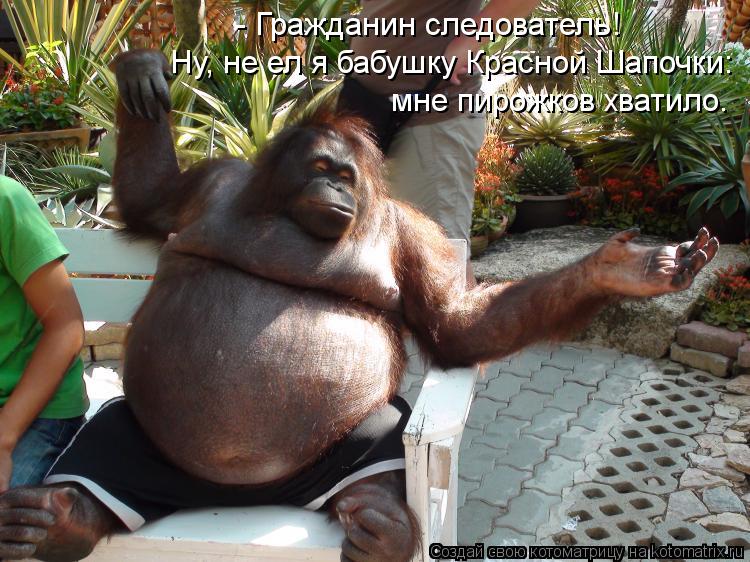 - Гражданин следователь! Ну, не ел я бабушку Красной Шапочки: мне пирожков хватило.... Котоматрица: - Гражданин следователь! Ну, не ел я бабушку Красной Шапочки: мне пирожков хватило.