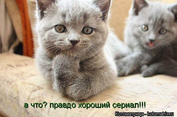 а что? правдо хороший сериал!!!... Котоматрица: а что? правдо хороший сериал!!!