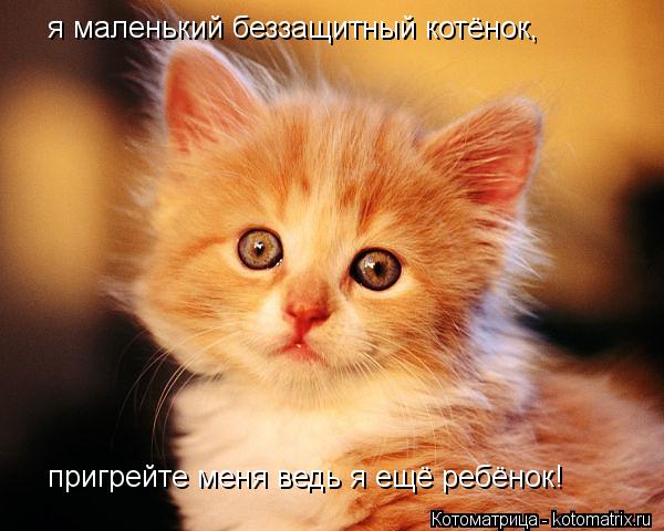 я маленький беззащитный котёнок, пригрейте меня ведь я ещё ребёнок!... Котоматрица: я маленький беззащитный котёнок, пригрейте меня ведь я ещё ребёнок!