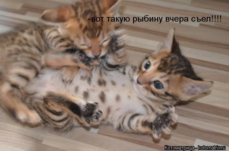 -вот такую рыбину вчера съел!!!!... Котоматрица: -вот такую рыбину вчера съел!!!!