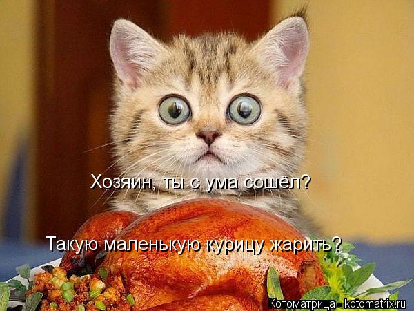Хозяин, ты с ума сошёл? Такую маленькую курицу жарить?... Котоматрица: Хозяин, ты с ума сошёл? Такую маленькую курицу жарить?