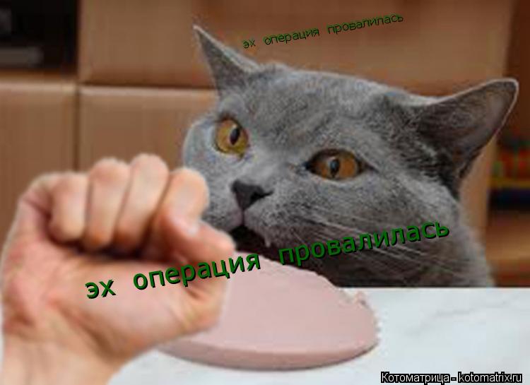 эх операция провалилась эх операция провалилась... Котоматрица: эх операция провалилась эх операция провалилась