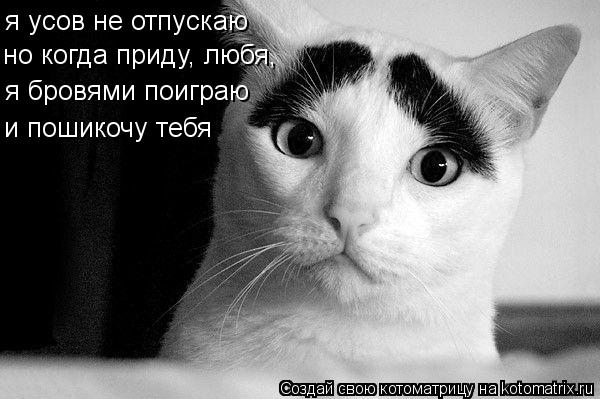 я усов не отпускаю но когда приду, любя, я бровями поиграю и пошикочу тебя... Котоматрица: я усов не отпускаю но когда приду, любя, я бровями поиграю и пошикочу тебя