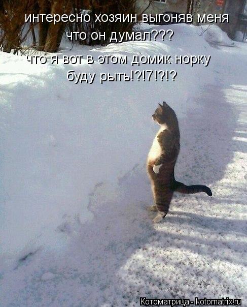 интересно хозяин выгоняв меня что он думал??? что я вот в этом домик норку буду рыть!?!7!?!?... Котоматрица: интересно хозяин выгоняв меня что он думал??? что я вот в этом домик норку буду рыть!?!7!?!?