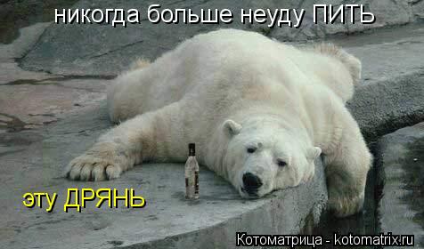 никогда больше неуду ПИТЬ эту ДРЯНЬ... Котоматрица: никогда больше неуду ПИТЬ эту ДРЯНЬ