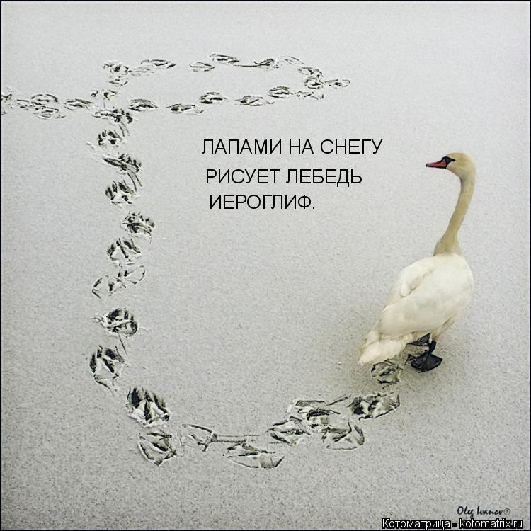 ЛАПАМИ НА СНЕГУ РИСУЕТ ЛЕБЕДЬ ИЕРОГЛИФ.... Котоматрица: ЛАПАМИ НА СНЕГУ РИСУЕТ ЛЕБЕДЬ ИЕРОГЛИФ.