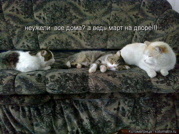 неужели все дома? а ведь март на дворе!!!... Котоматрица: неужели все дома? а ведь март на дворе!!!