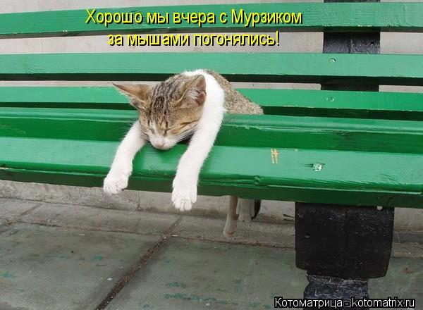 за мышами погонялись! Хорошо мы вчера с Мурзиком... Котоматрица: за мышами погонялись! Хорошо мы вчера с Мурзиком