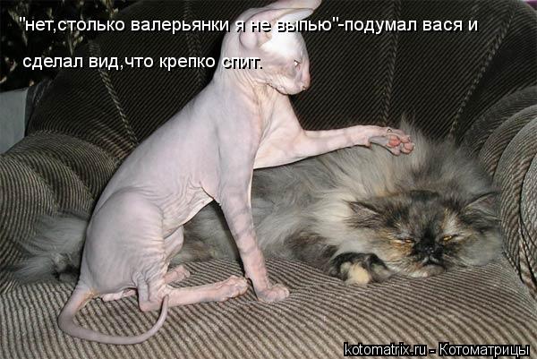 "нет,столько валерьянки я не выпью"-подумал вася и сделал вид,что крепко спит.... Котоматрица: "нет,столько валерьянки я не выпью"-подумал вася и сделал вид,что крепко спит.
