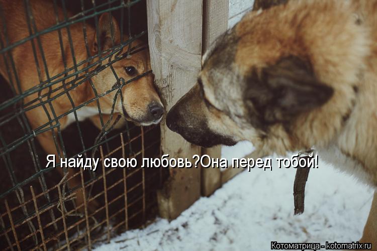 Я найду свою любовь?Она перед тобой!... Котоматрица: Я найду свою любовь?Она перед тобой!