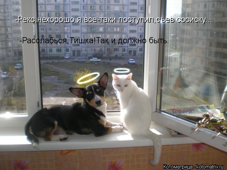 Котоматрица: -Рекс,нехорошо я все-таки поступил,съев сосиску... -Расслабься,Тишка!Так и должно быть.