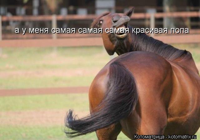 а у меня самая самая самая красивая попа... Котоматрица: а у меня самая самая самая красивая попа